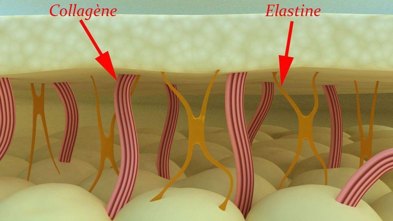 Kolagén a elastín – štrukturálne proteíny pokožky